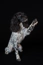 Beautiful female spaniel raises his paw on black background