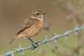 A beautiful female Stonechat, Saxicola rubicola, perching on Barbed wire fence. It is hunting for insects to eat. Royalty Free Stock Photo