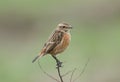 A beautiful female Stonechat, Saxicola rubicola, perching on a plant. It is looking around for insects to capture and eat. Royalty Free Stock Photo
