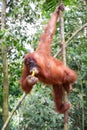 Female sumatran Orangutan