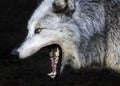 Beautiful female timber wolf yawning Royalty Free Stock Photo