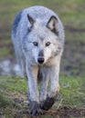 Beautiful female timber wolf walking