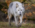 Beautiful female timber wolf