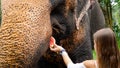 Beautiful young female tourist feeding indian elephant with fruits in national park