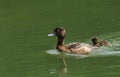 A beautiful female Tufted Duck Aythya fuligula swimming in a river with her cute baby.