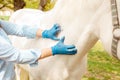 beautiful female vet inspects a white horse. Love, medicine, pet care, trust, happiness, health. neck sprain ligament