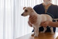 Beautiful female veterinarian checking a small white dog with a stethoscope Royalty Free Stock Photo