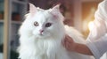 Beautiful female veterinarian conducting medical tests on a cute fluffy cat in a veterinary clinic