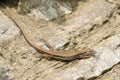 A beautiful female Wall Lizard Podarcis muralis sunning itself on a stone wall.