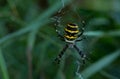 Beautiful female wasp spider, agriope bruennichi