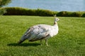 Beautiful female white peacock walking on green grass in park on warm sunny day. Beautiful bird Royalty Free Stock Photo