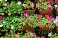 Beautiful fence or wall decoration background by colorful petunia flowers in pot Royalty Free Stock Photo