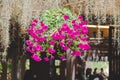 Beautiful fence or wall decoration background by colorful petunia flowers in pot Royalty Free Stock Photo