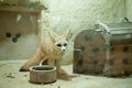 Beautiful fennec fox in zoo