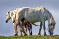 Beautiful feral horses