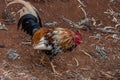 Beautiful feral rooster on Kauai, Hawaii