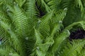 Beautiful Fern background made with young green leaves. Beautiful ferns leaves green foliage