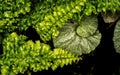 Beautiful fern and begonia escargot  in the garden Royalty Free Stock Photo