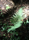 Beautiful fern in a forest Royalty Free Stock Photo