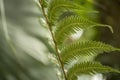 Beautiful fern, green foliage natural plant fern background in soft sunlight. Royalty Free Stock Photo