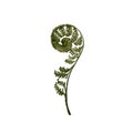 Beautiful fern hand drawn realisric illustration on white background isolated Royalty Free Stock Photo