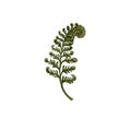 Beautiful fern hand drawn realisric illustration on white background isolated Royalty Free Stock Photo