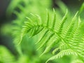 Beautiful fern leaf close-up. Nature background Royalty Free Stock Photo