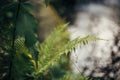 Beautiful Fern Leaf At River Close-up In Woods. Fern Leaves Bokeh In Sunny Forest. Environmental Protection . Earth Protection. F