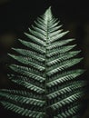 Beautiful fern leaf in the shade. Nature background Royalty Free Stock Photo