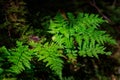 Beautiful fern leaf in the summer forest. Poland Royalty Free Stock Photo