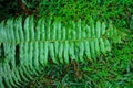 Beautiful fern leaf texture nature natural in indonesian forest