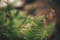 Beautiful Fern Leaf And Wildflowers, Close Up Fern On Background Of Green Forest Flora. Happy Earth Day Concept. Save Woods