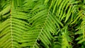 Beautiful fern leaves background.Perfect natural fern pattern.