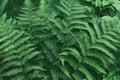 Beautiful fern leaves close-up. mystical background of dark green color Royalty Free Stock Photo