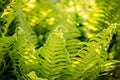 Beautiful fern leaves with fiddleheads green foliage natural floral fern bush background in sunlight.