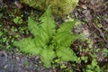 Beautiful fern leaves in the forest.