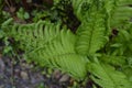 Beautiful fern leaves in the forest.