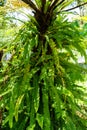 Beautiful fern leaves in the forest. Selective focus.