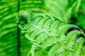 Beautiful fern leaves green foliage natural floral fern background in sunlight Royalty Free Stock Photo