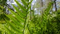 Beautiful fern leaves green foliage. Royalty Free Stock Photo