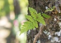 Beautiful fern leaves live on the tree Royalty Free Stock Photo