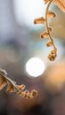 Beautiful fern leaves in the morning light Royalty Free Stock Photo