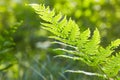 Sunny fern leaves. Green foliage, natural floral fern. Royalty Free Stock Photo