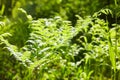 Sunny fern leaves. Green foliage, natural floral fern. Royalty Free Stock Photo