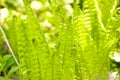 Beautiful fern macro