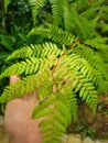 Fern Royalty Free Stock Photo