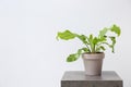 Beautiful fern in pot on grey table against white background, space for text Royalty Free Stock Photo