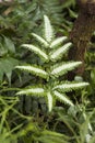 Beautiful fern Pteris quadriaurita in the grassy undergrowth