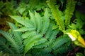 Beautiful ferns green leaves the natural fern in the forest and natural background in sunlight