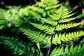 Beautiful ferns green leaves the natural fern in the forest and natural background in sunlight